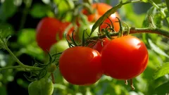 Om tomaten vlezig en sappig te maken: welke soorten moeten in de winter worden gezaaid?